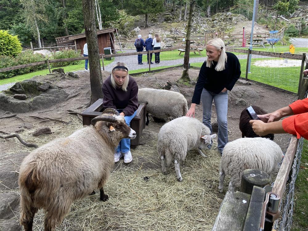 Elever står sammen med geiter og sauer i innheng.foto - Klikk for stort bilde