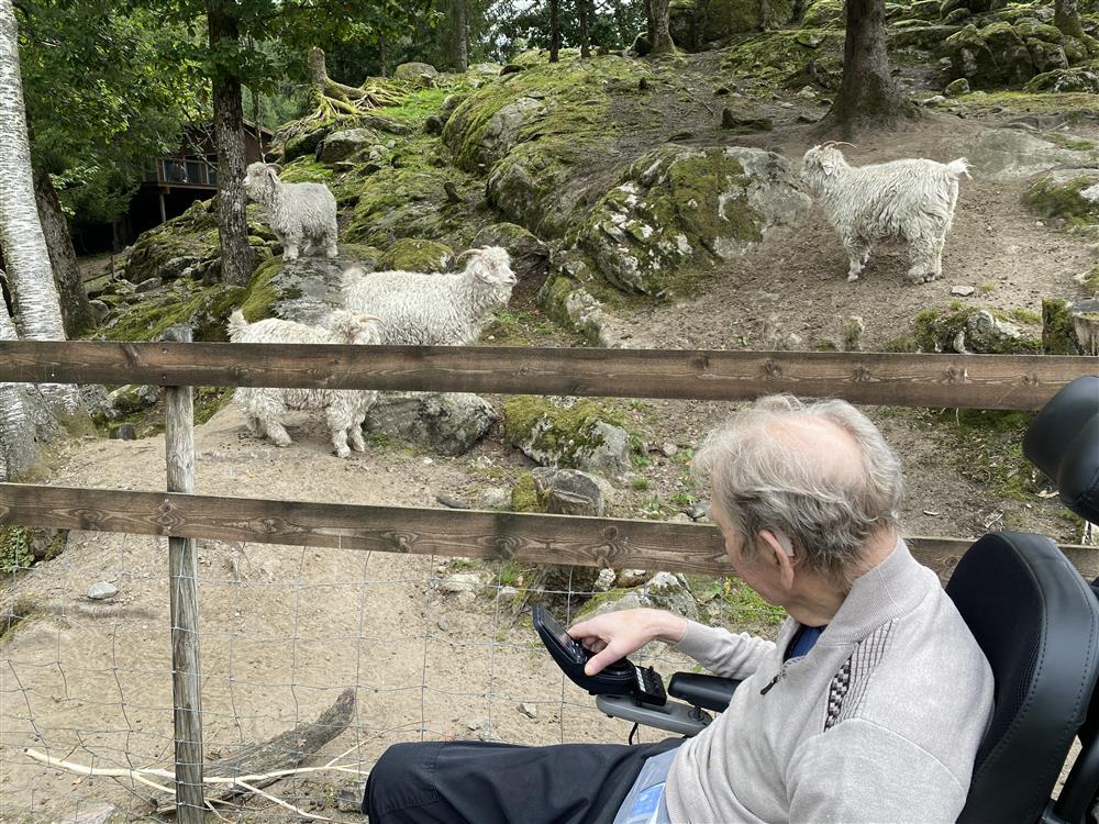Eldre dame ser på geiter.foto - Klikk for stort bilde